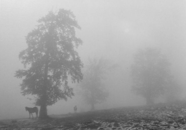 Pentti Sammallahti, Untitled (Two Horses, Trees & Fog), 2003