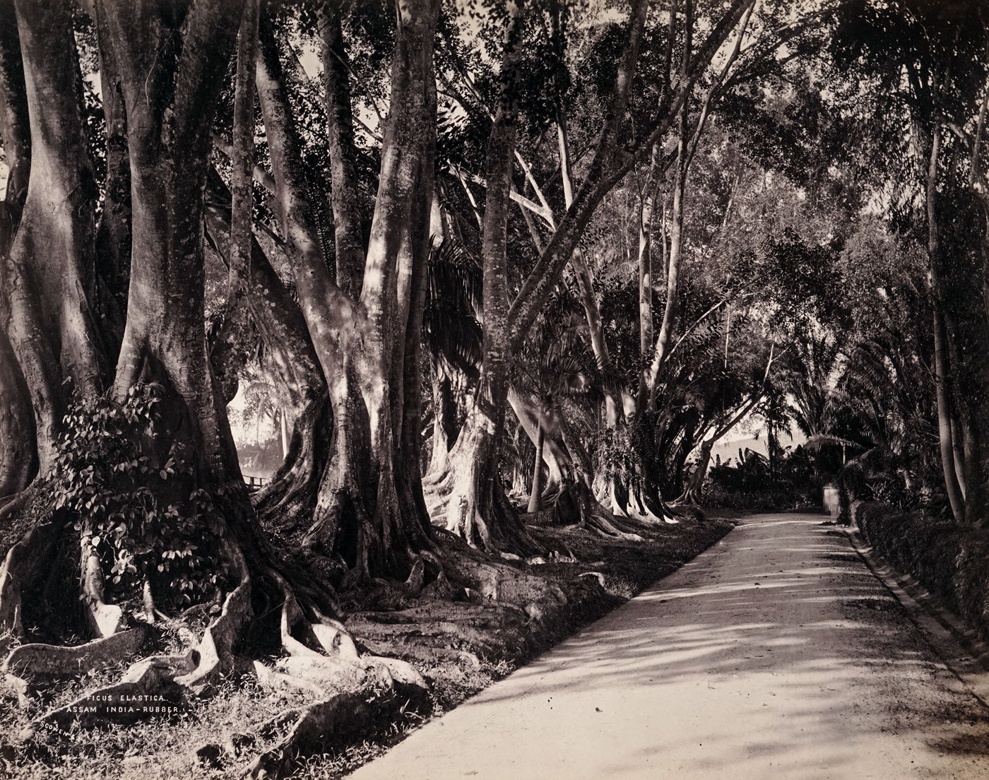 Charles Scowen, Ficus Elastica - Assam India - Rubber, 1880