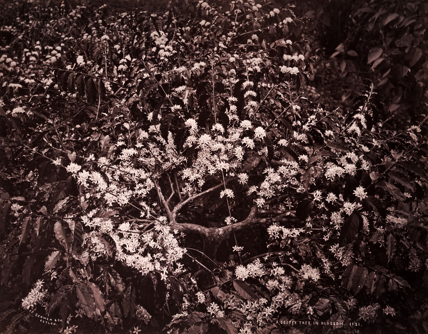 Charles Scowen, A Coffee Tree In Blossom, 1880