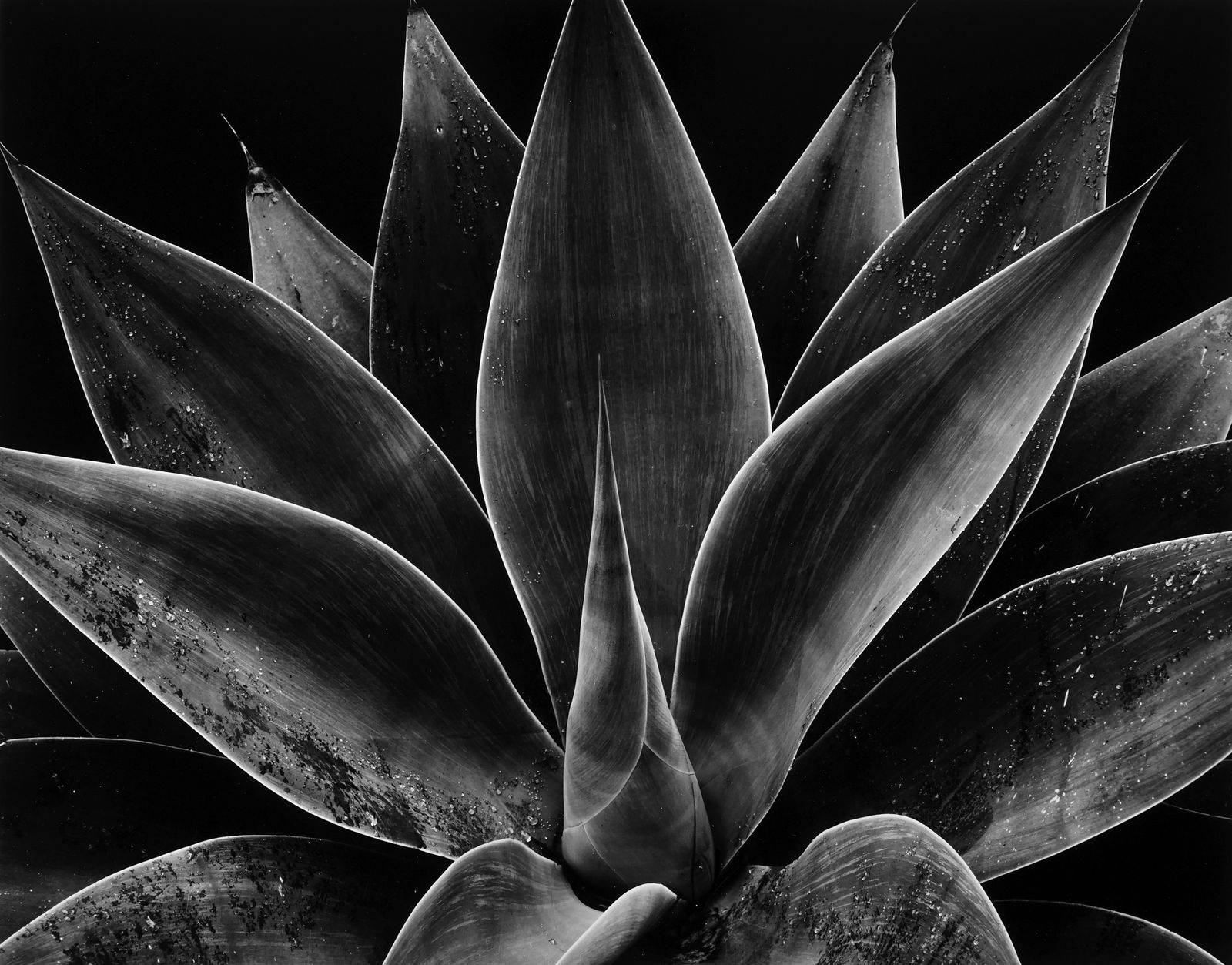 Brett Weston, Century Plant, California, 1977