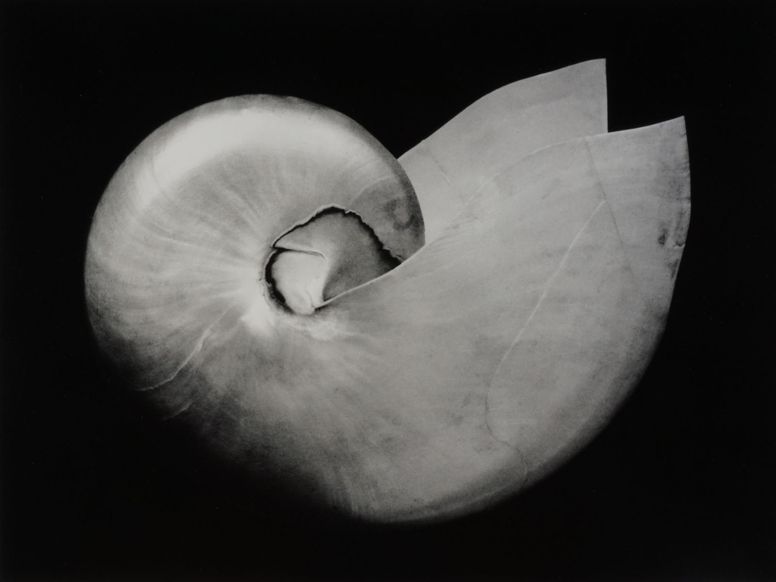Paul Caponigro, Silver Nautilus, M.A, 1960
