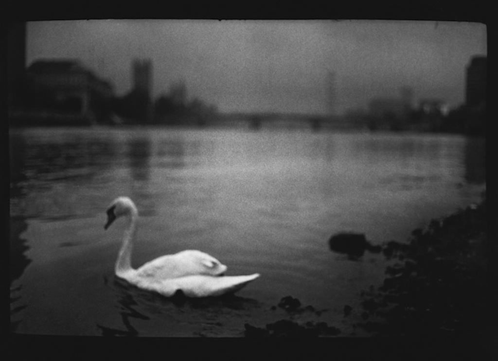 Giacomo Brunelli (Italy, b. 1977), "Swan, Thames"- Eternal London, 2012