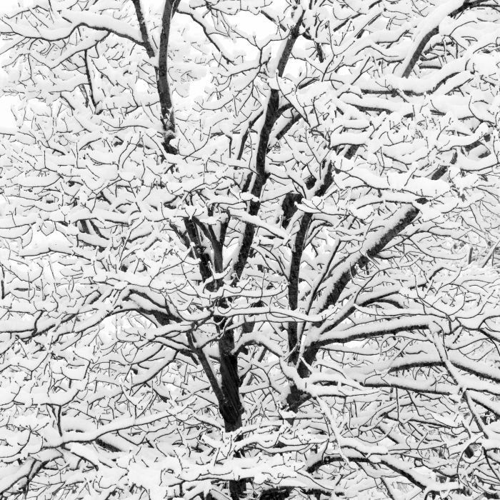 Jeffrey Conley, Snow Covered Branches, 2005/2011