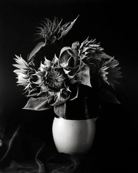 Paul Caponigro, Sunflower Vase, (Homage to Van Gogh), Millerton, New York, 1969