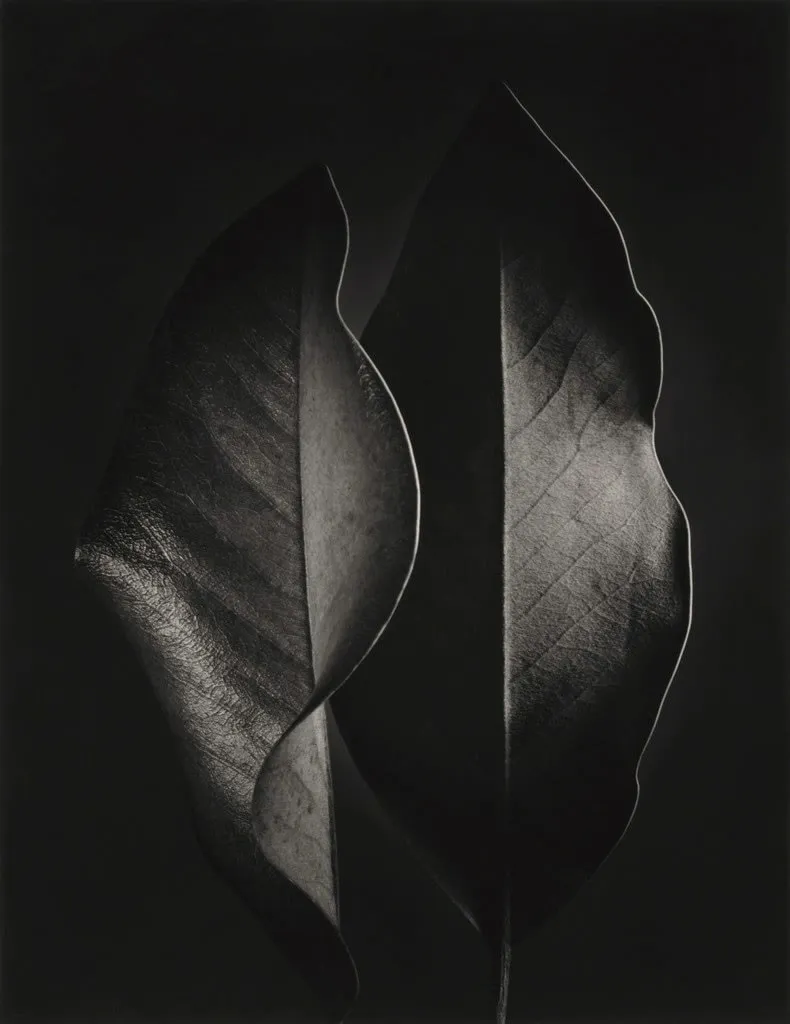 Ruth Bernhard, Two Leaves, 1952