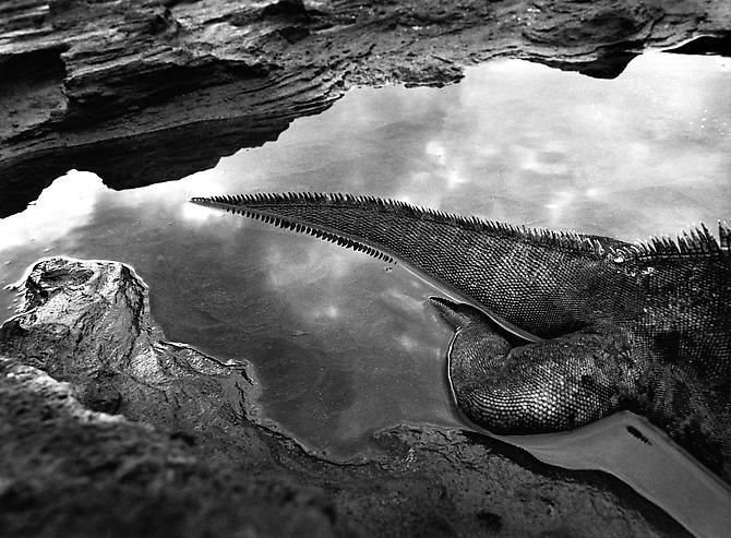 Sebastião Salgado, Marine Iguana (Amblyrhynchus cristatus), Rabida Island, The Galapagos [Tail], 2004