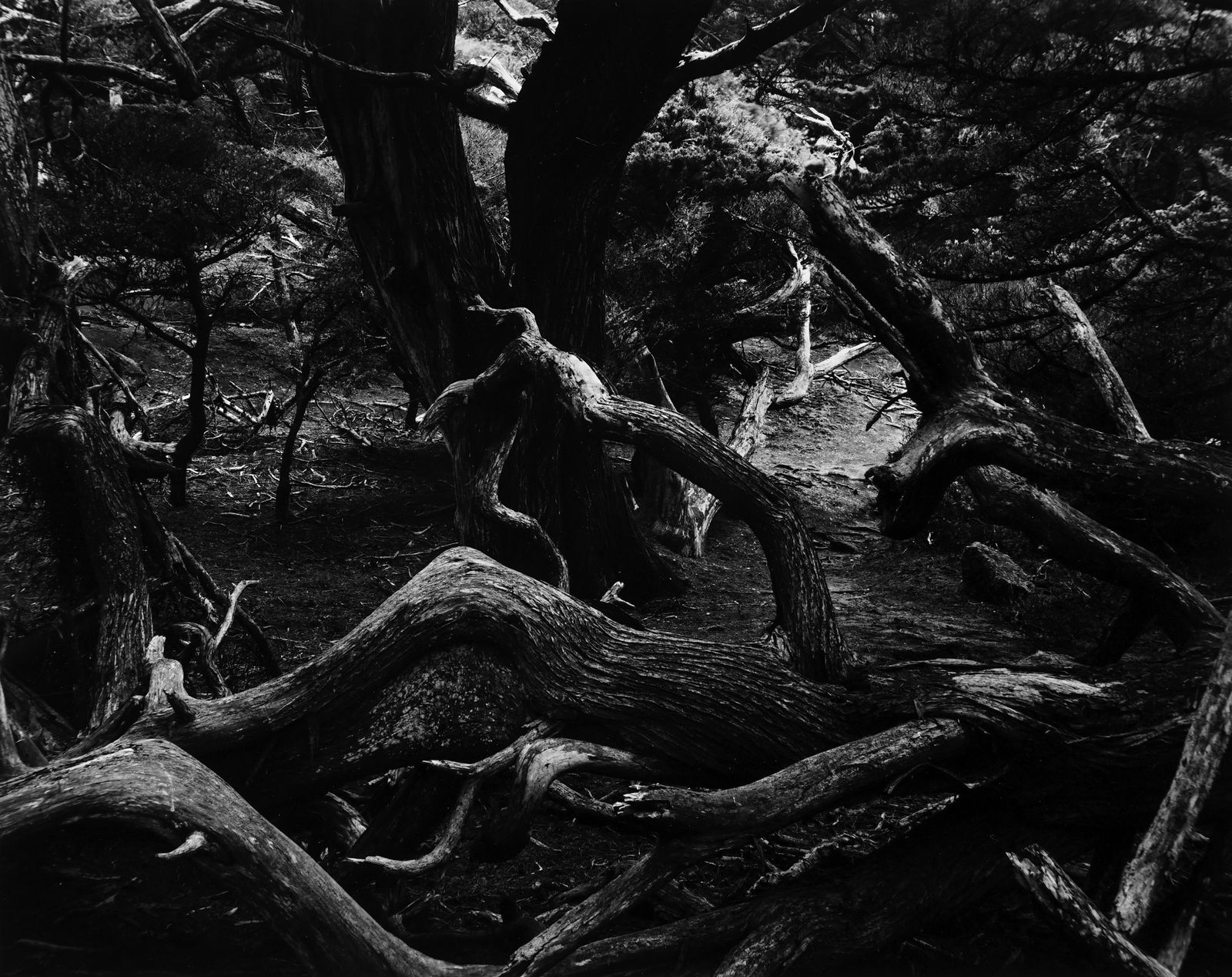 Brett Weston, Trees, Point Lobos, CA, 1960 (Vintage)
