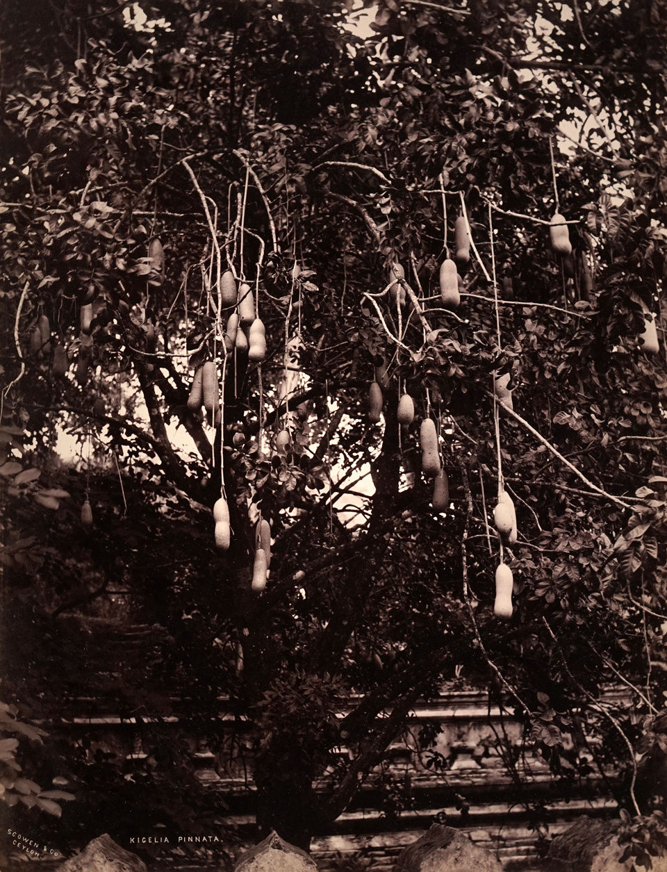 Charles Scowen, Kigelia Pinnata, 1880