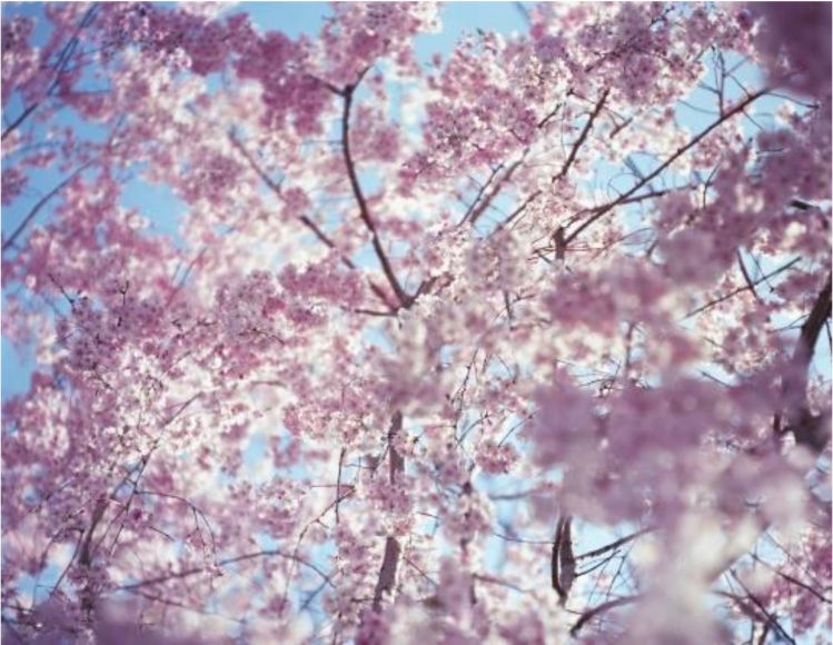 Risaku Suzuki, From the series Sakura <<13,4-33>>, 2013