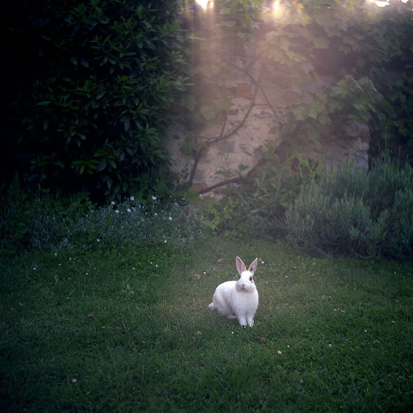 Patrick Taberna, Bois le Roi, France, 2008 (Printed 2017)