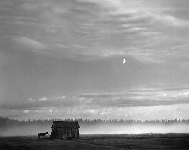 Pentti Sammallahti, Pyhäjärvi, Finland (Horse & Barn), 1982