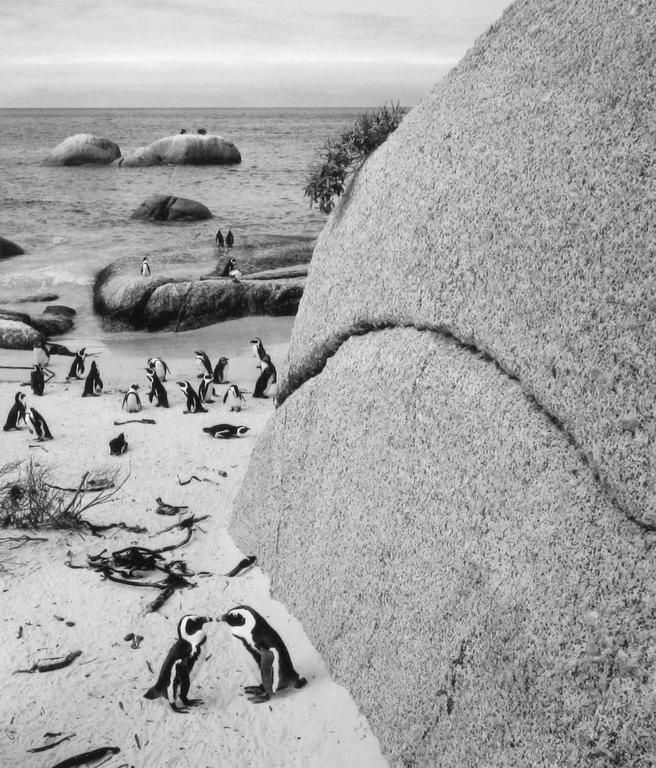 Pentti Sammallahti, Boulders Beach, South Africa, 2002, printed 2018