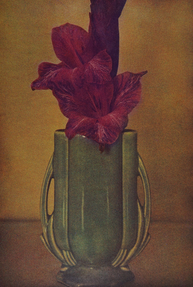 Sheila Metzner, Painted Gladiola, 1981, Printed 1981