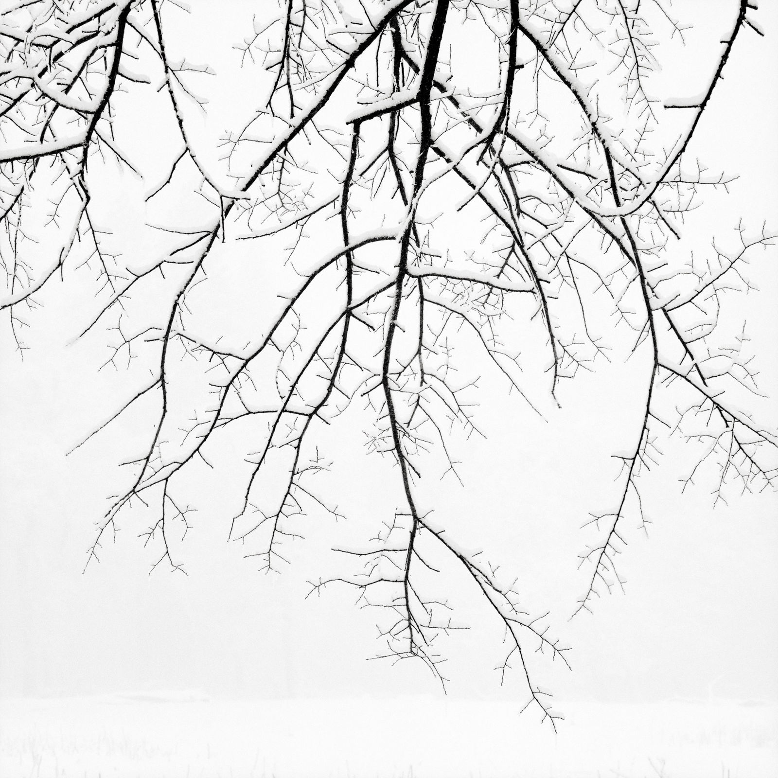 Jeffrey Conley, Hanging Branches with Snow, 2005/Printed 2024