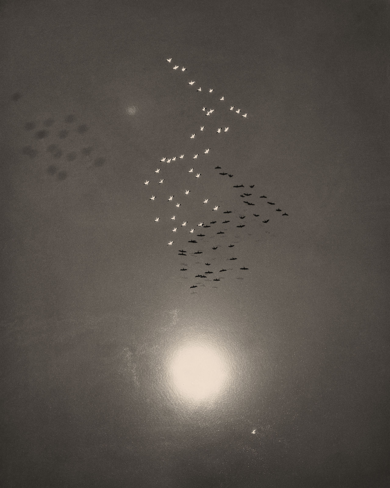 William Garnett, Snow Geese in Flight with Reflection of the Sun over Buena Vista Lake, California, 1953