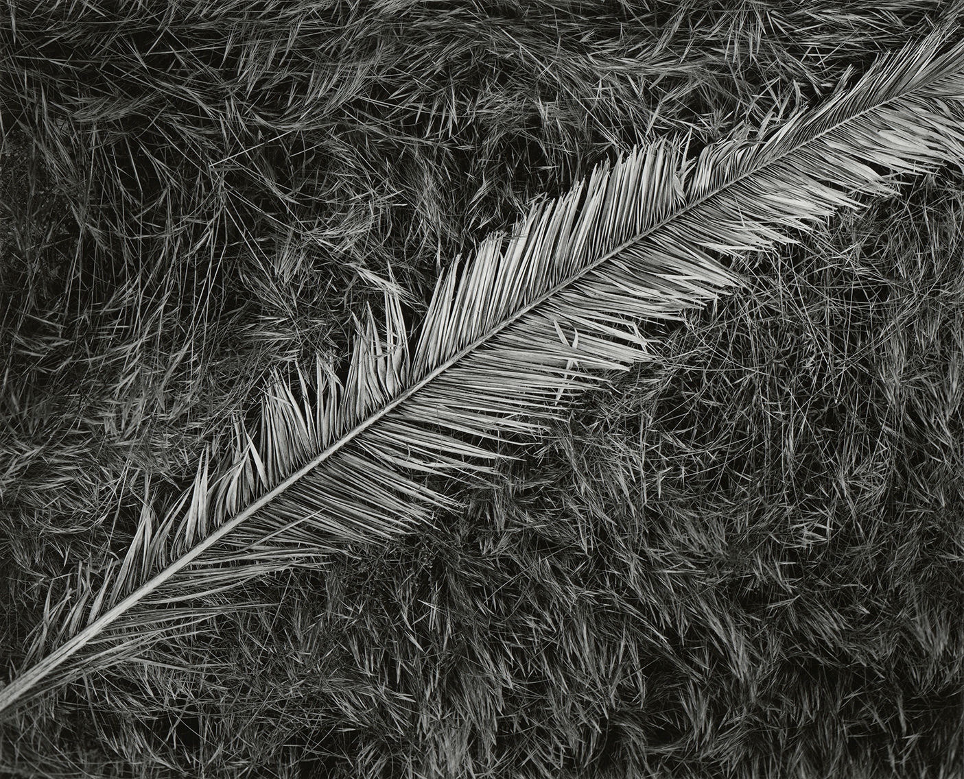 Ryan McIntosh, Palm Frond, Elysian Park, Los Angeles, CA, 2019