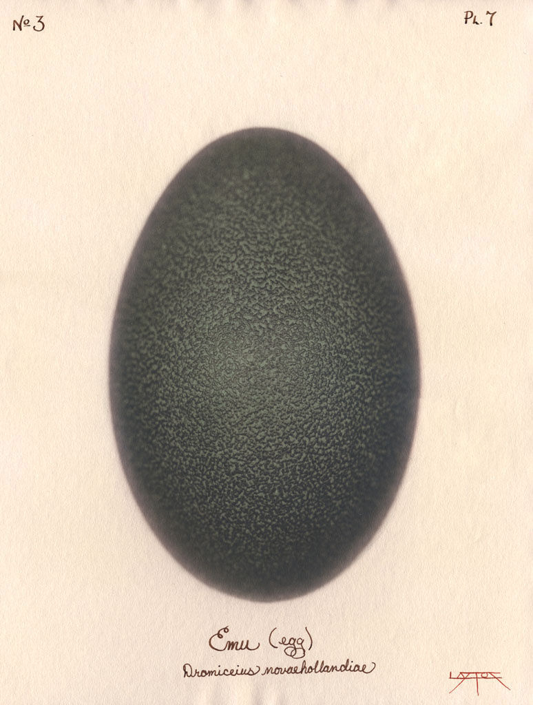 Laszlo Layton, Emu (Egg), 2003