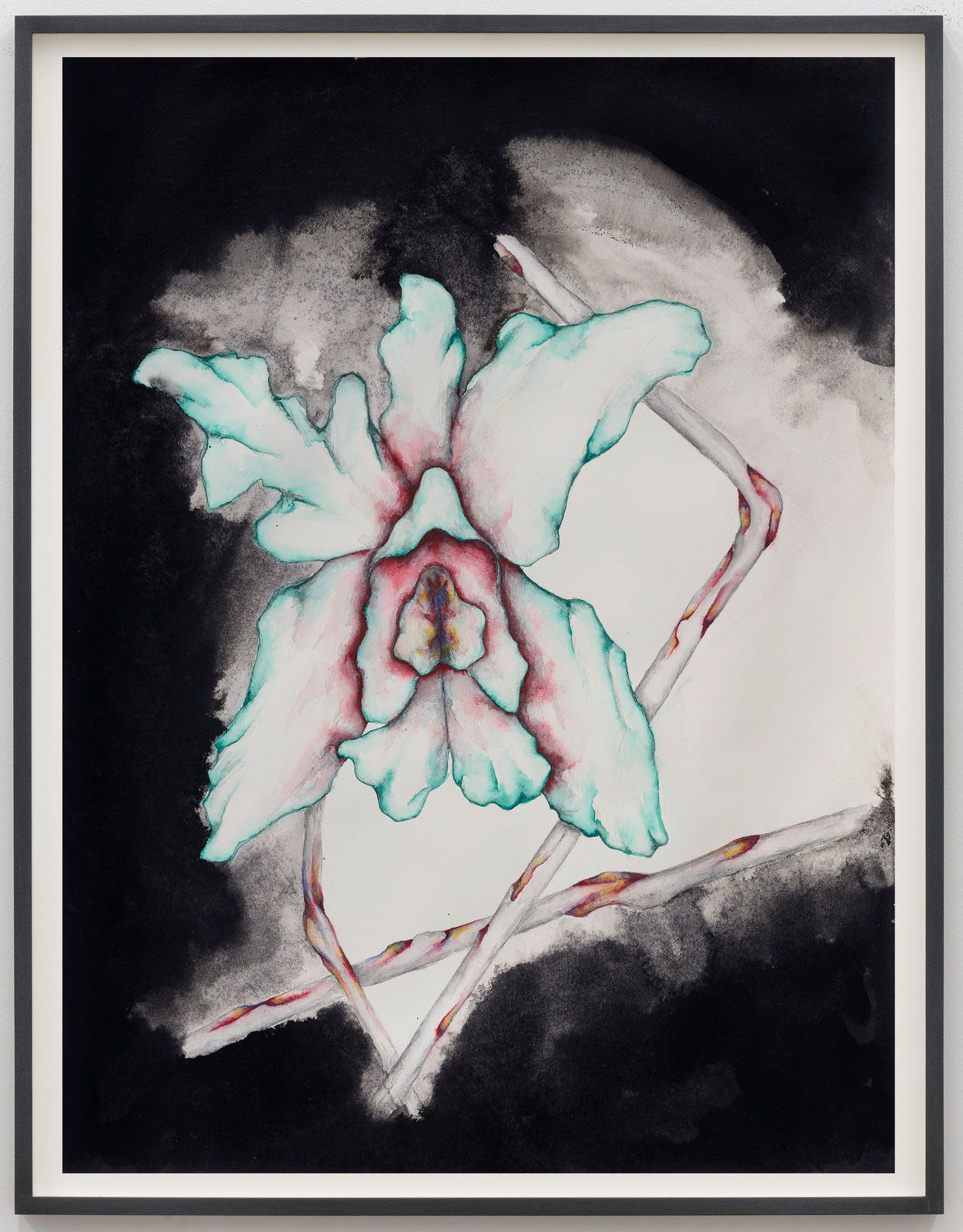 Grace Schwindt, Cattleya Labiata, 2023