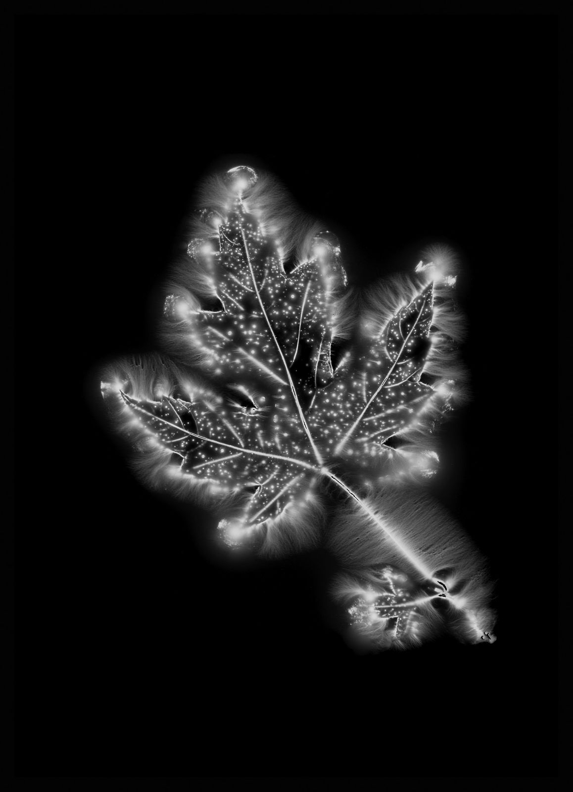 Marie-Jeanne Musiol, Corps de lumière no 917 (Érable) / Bodies of Light no. 917 (Maple), 2019