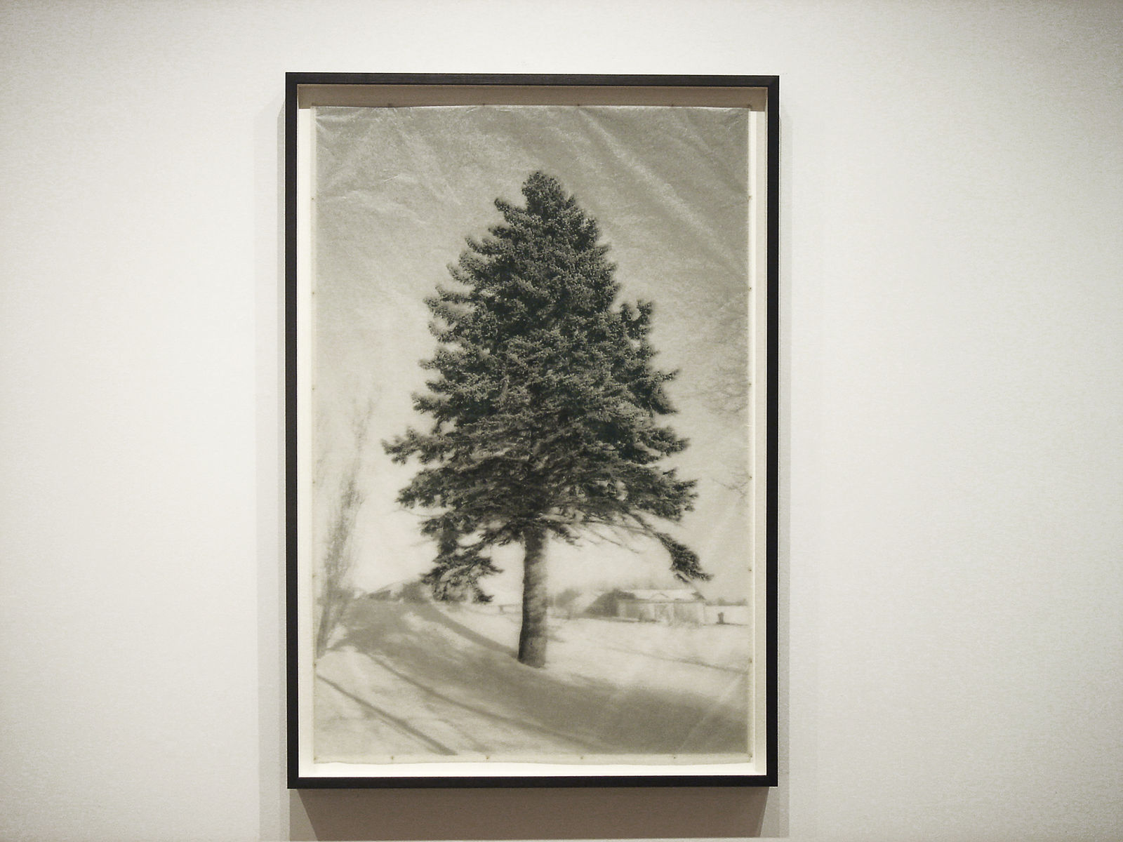 Roberto Pellegrinuzzi, Éléments pour un paysage (Arbre à Lucie), 2006