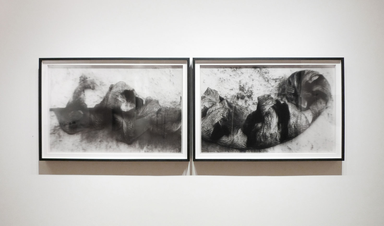 Roberto Pellegrinuzzi, Constellation (Fougère III) diptyque, 2011