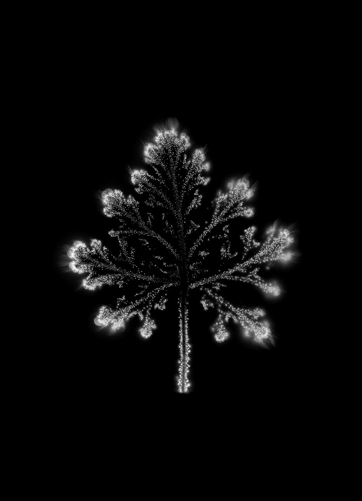 Marie-Jeanne Musiol, Corps de lumière no 697 (Géranium) / Bodies of Light no. 697 (Geranium), 2024