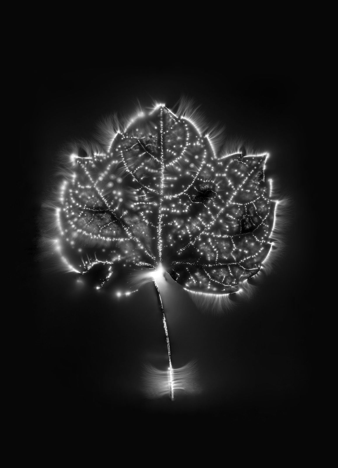 Marie-Jeanne Musiol, Corps de lumière no 193 + 197 + 198 (Vigne) / Bodies of Light no. 193 + 197 + 198 (Vine), 2024