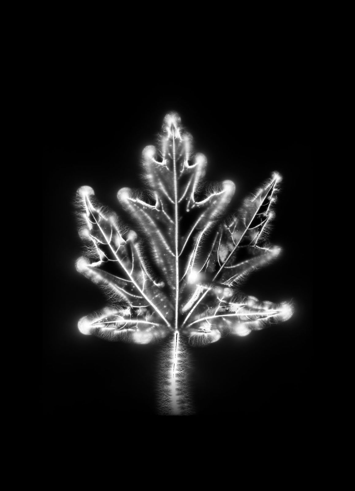 Marie-Jeanne Musiol, Corps de lumière no 1133 (Érable) / Bodies of Light no. 1133 (Maple), 2024