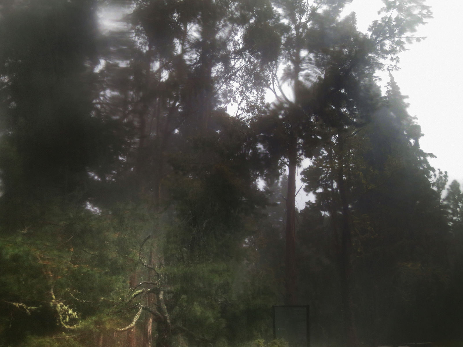 Ed Pien, RainForest Field, 2016