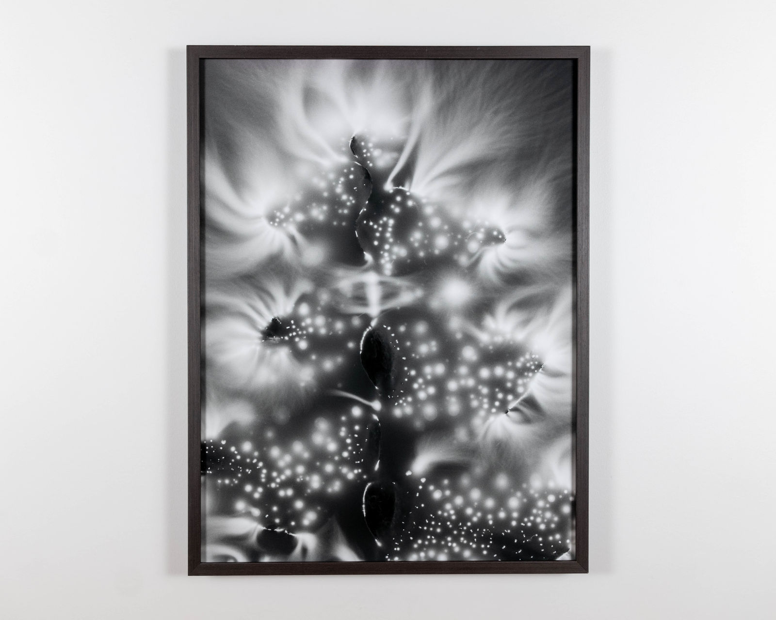 Marie-Jeanne Musiol, Nébuleuses végétales no 6 (Fougère), 2018