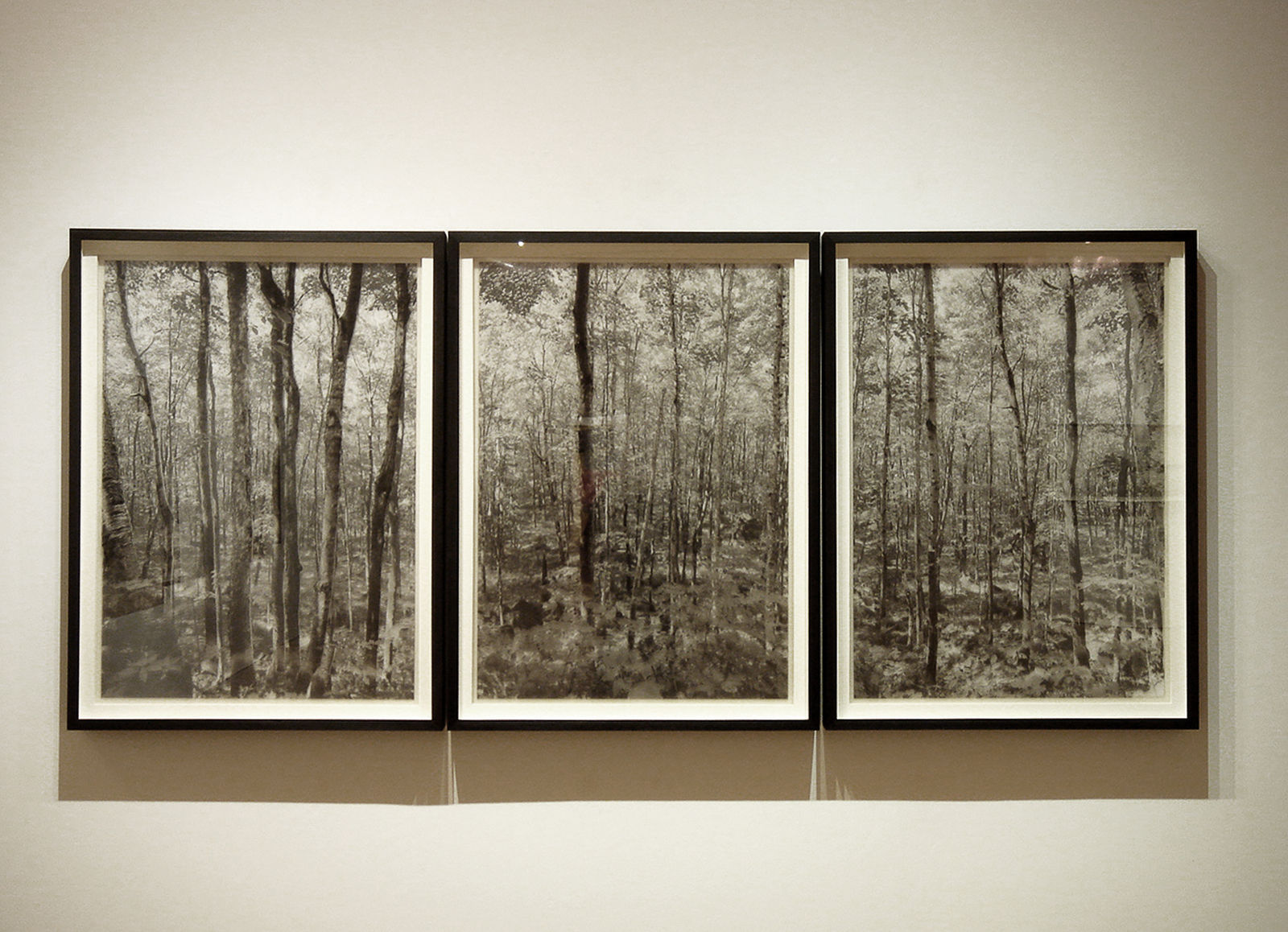 Roberto Pellegrinuzzi, Éléments pour un paysage (Forêt II), 2006