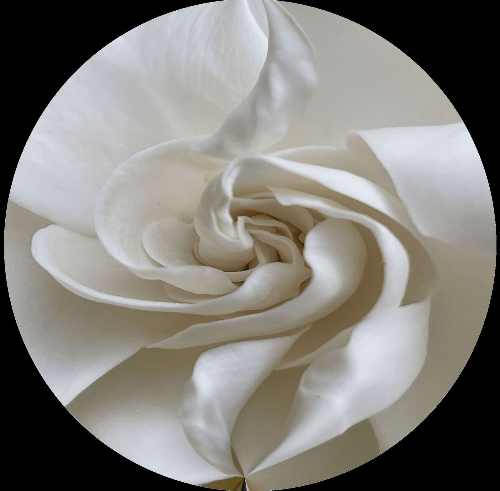 Luc Courchesne, 2021/08/05 — Sutton (Gardenia) #2, 2021