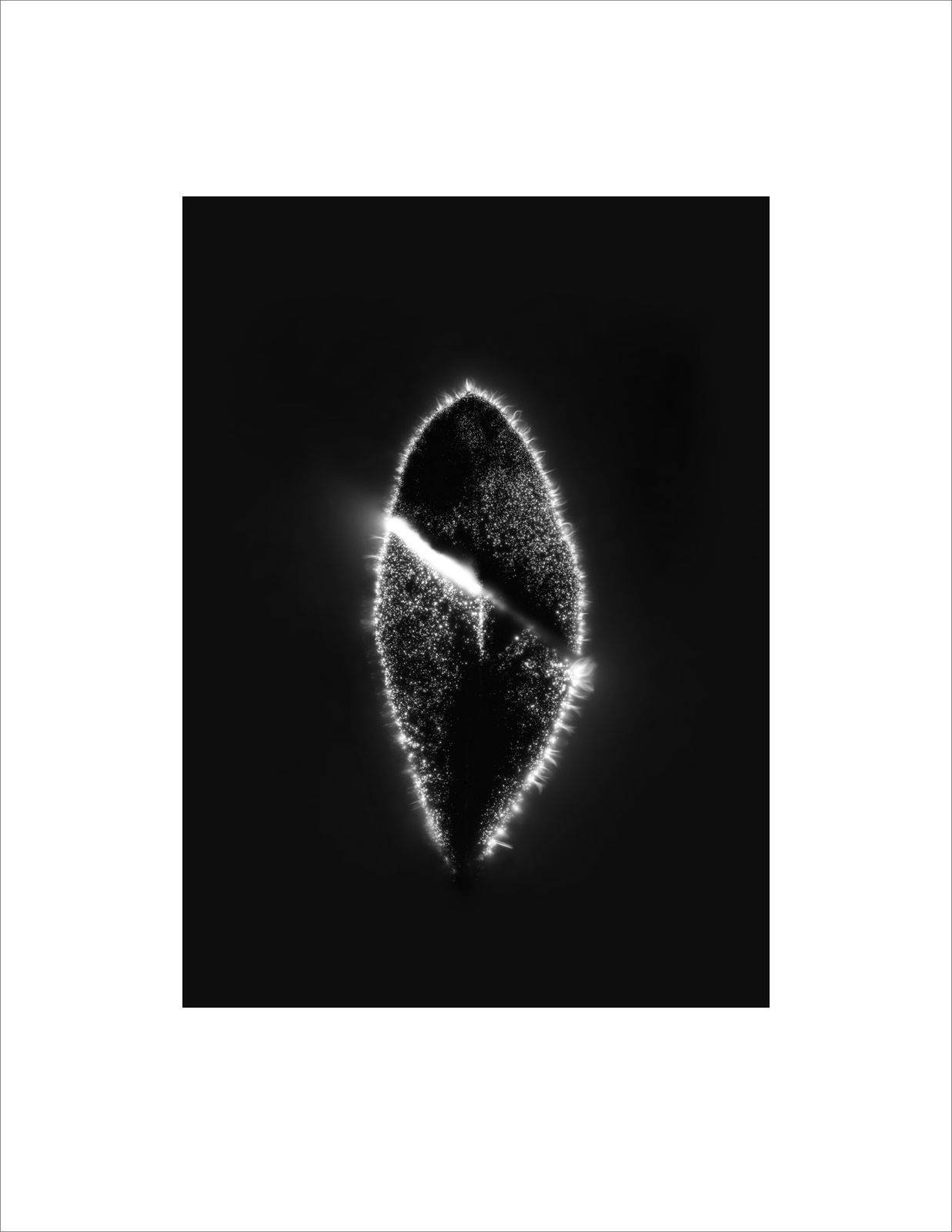 Marie-Jeanne Musiol, Corps de lumière no 324 (Feuille entière) + 326 (Feuille lacérée) / Bodies of Light no. 324 (Whole leaf) + 326 (Lacerated leaf), 2024