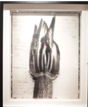 Roberto Pellegrinuzzi, Nature morte (fleur + courgette), 2012