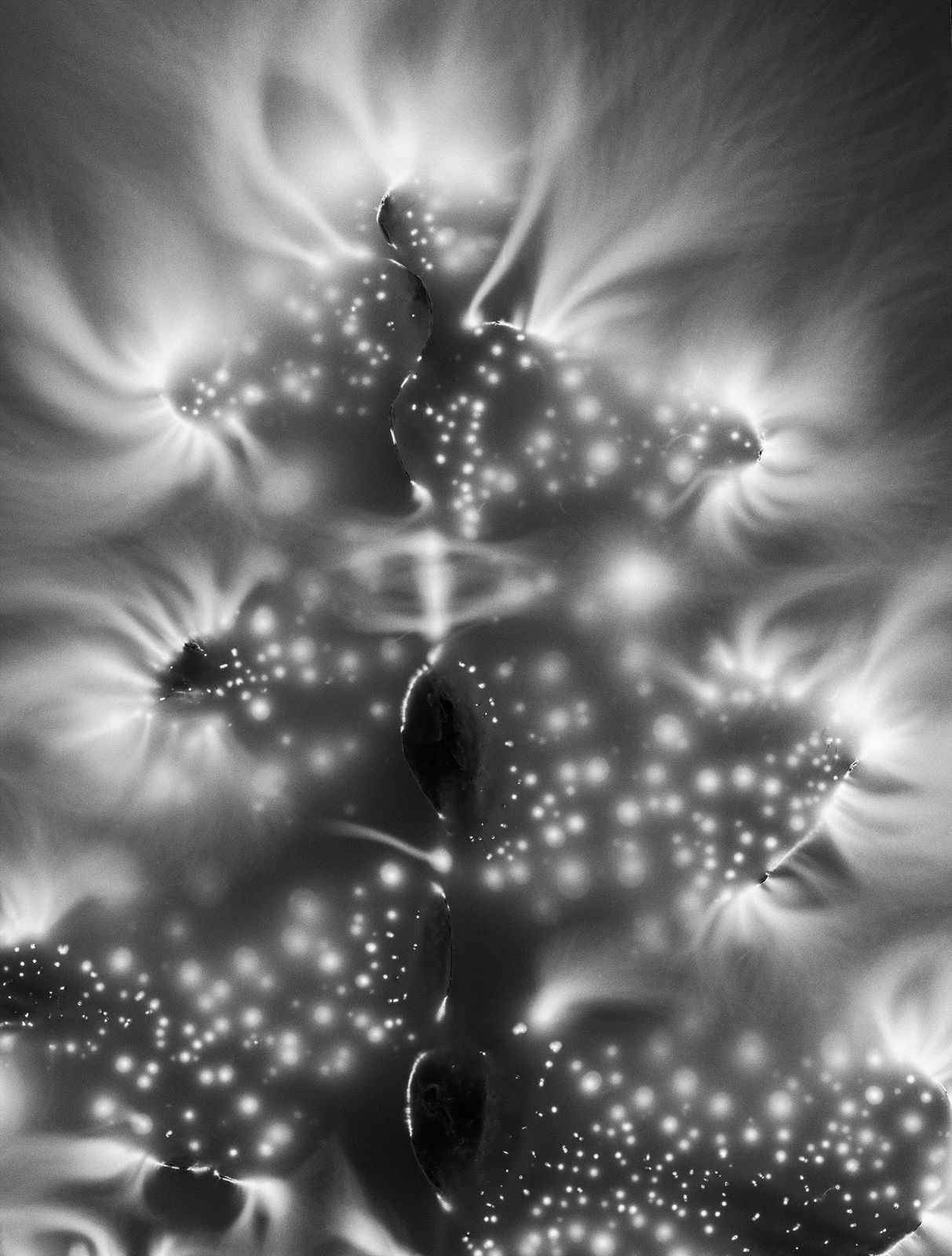 Marie-Jeanne Musiol, Nébuleuses végétales no 6 (Fougère), 2018