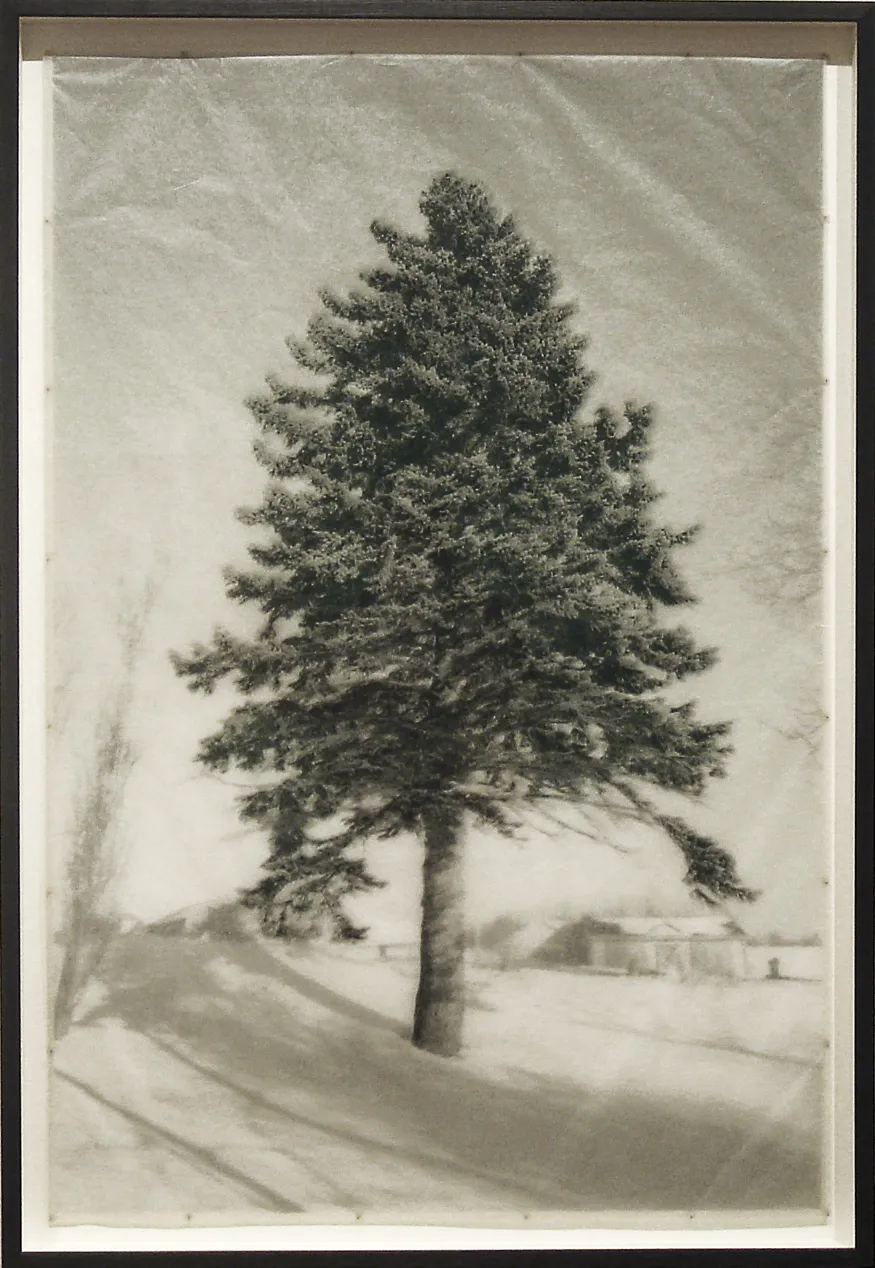Roberto Pellegrinuzzi, Éléments pour un paysage (Arbre à Lucie), 2006