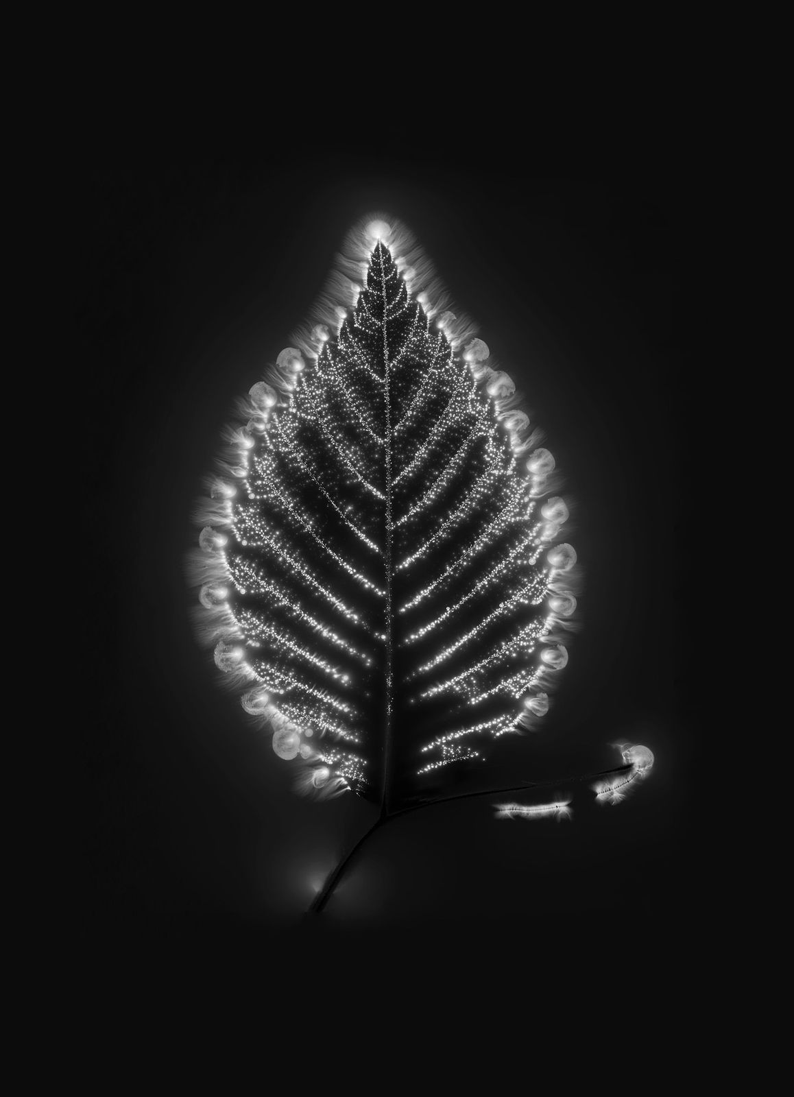 Marie-Jeanne Musiol, Corps de lumière no 519 (Orme) / Bodies of Light no. 519 (Elm), 2024