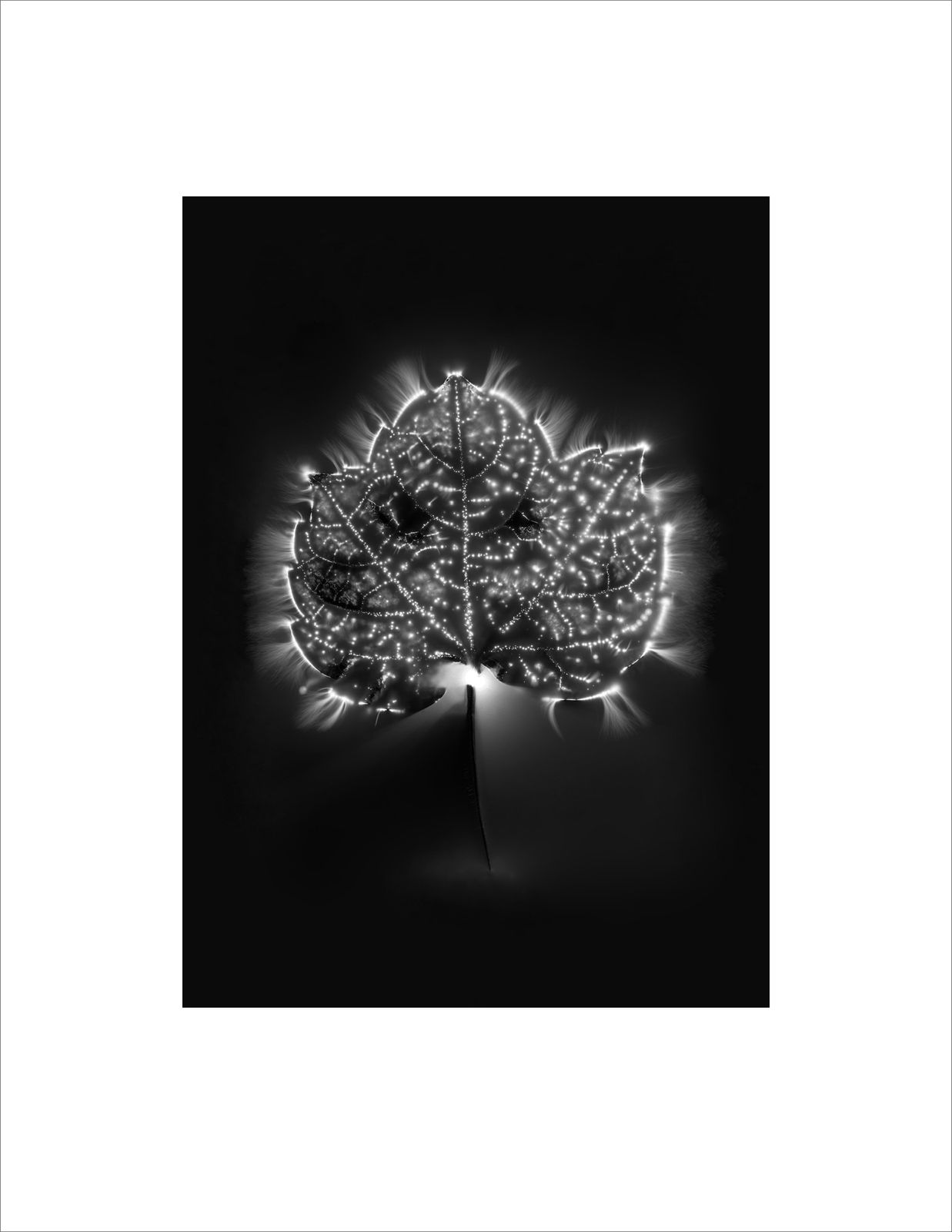 Marie-Jeanne Musiol, Corps de lumière no 193 + 197 + 198 (Vigne) / Bodies of Light no. 193 + 197 + 198 (Vine), 2024