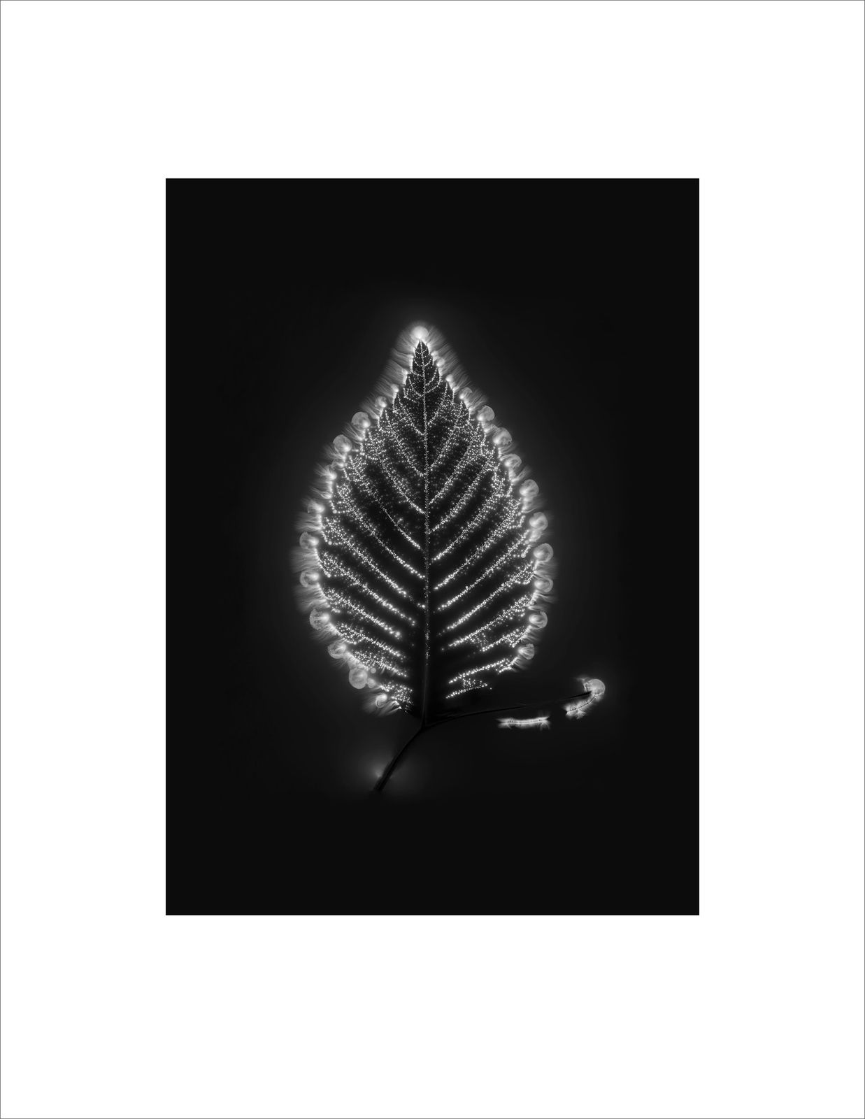 Marie-Jeanne Musiol, Corps de lumière no 519 (Orme) / Bodies of Light no. 519 (Elm), 2024