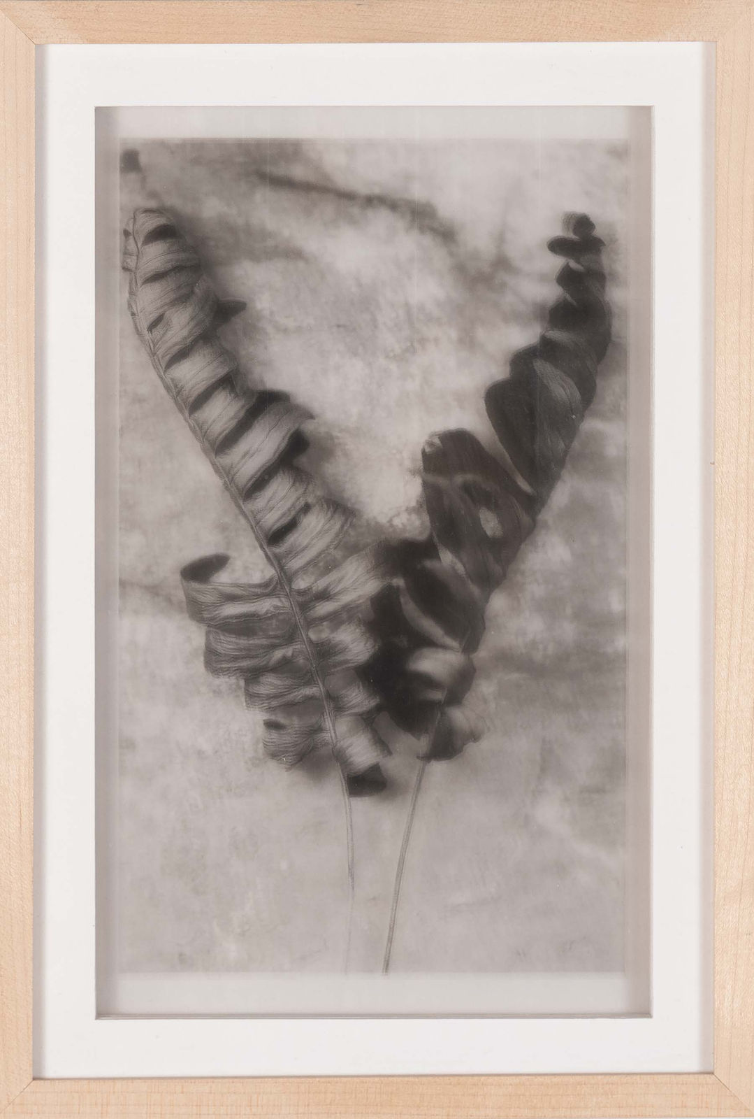 Roberto Pellegrinuzzi, Constellations (Fougère ll), 2011