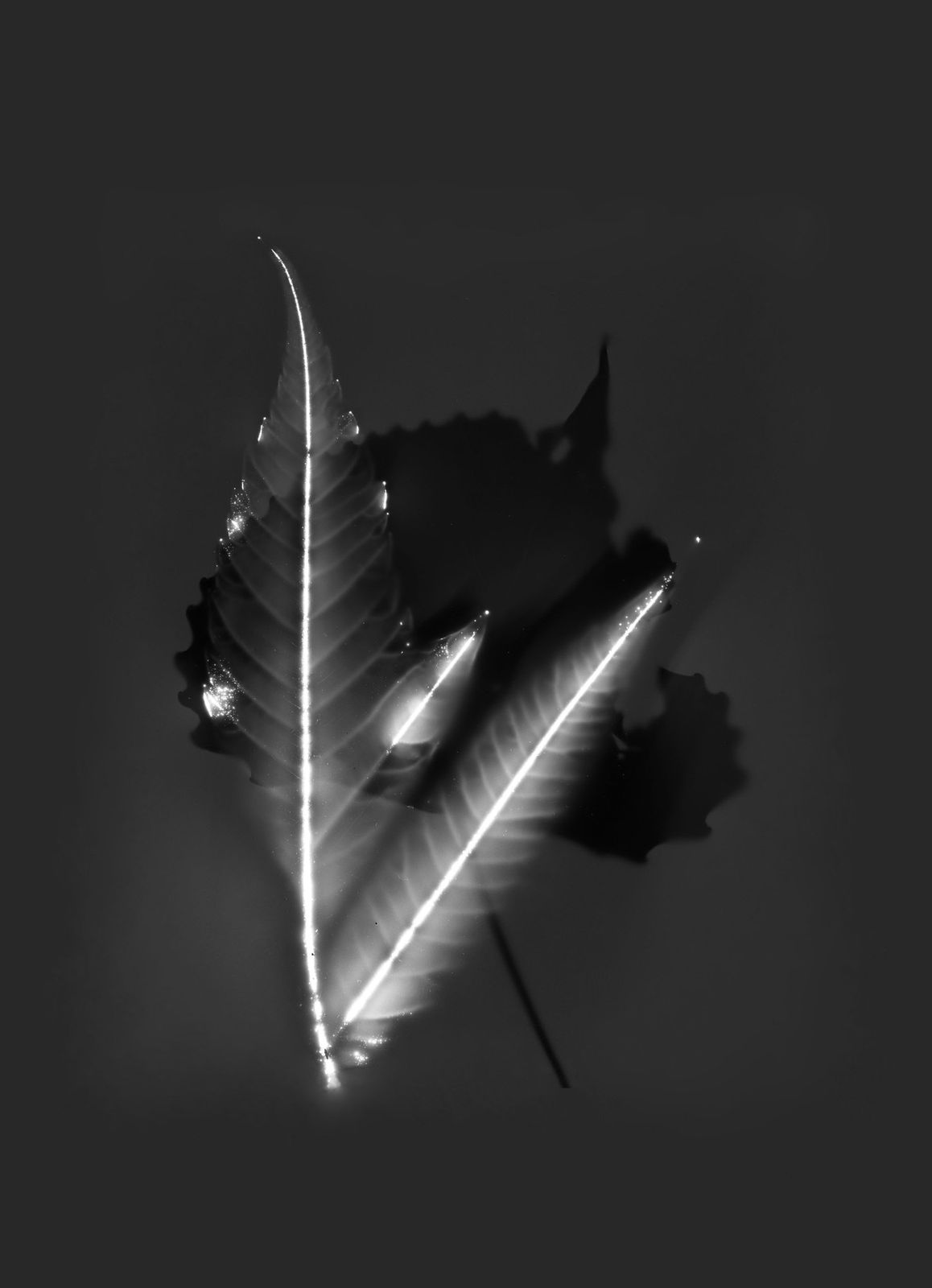 Marie-Jeanne Musiol, Corps de lumière no 1002 (Sorbier et peuplier) / Bodies of Light no. 1002 (Mountain ash and poplar), 2024