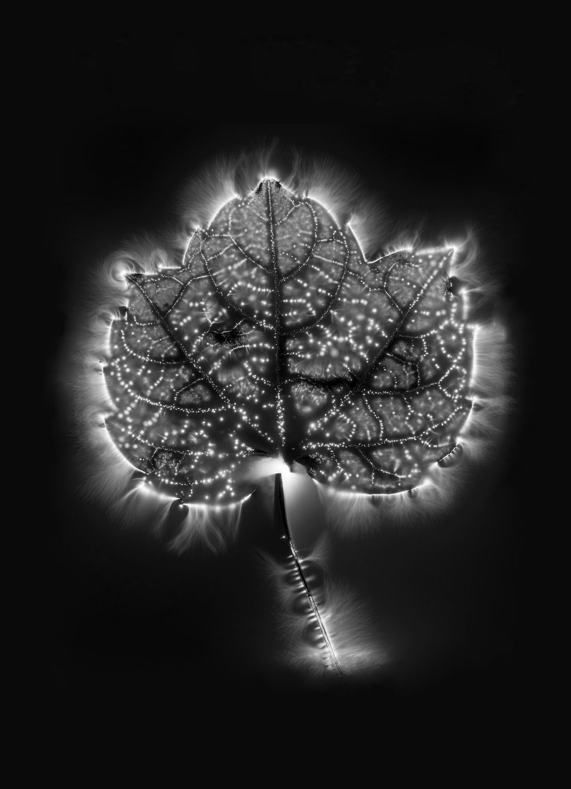 Marie-Jeanne Musiol, Corps de lumière no 193 + 197 + 198 (Vigne) / Bodies of Light no. 193 + 197 + 198 (Vine), 2024