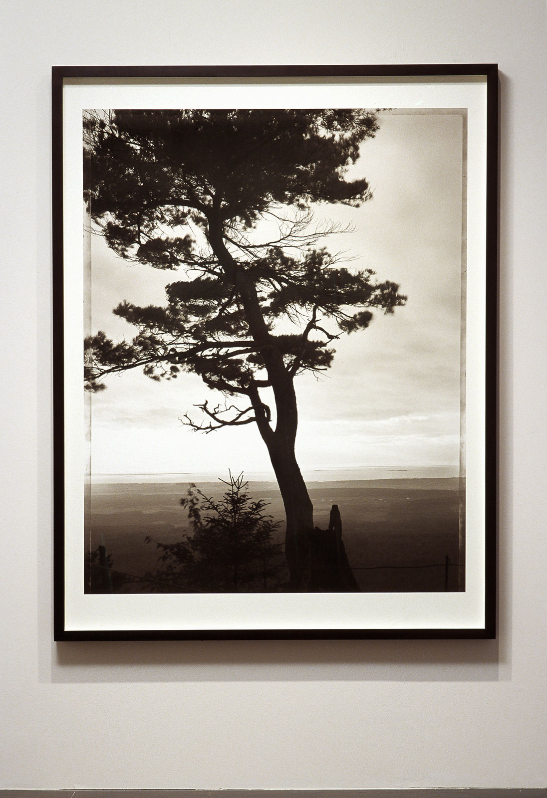 Roberto Pellegrinuzzi, Éléments pour un paysage (Arbre belvédère), 2004