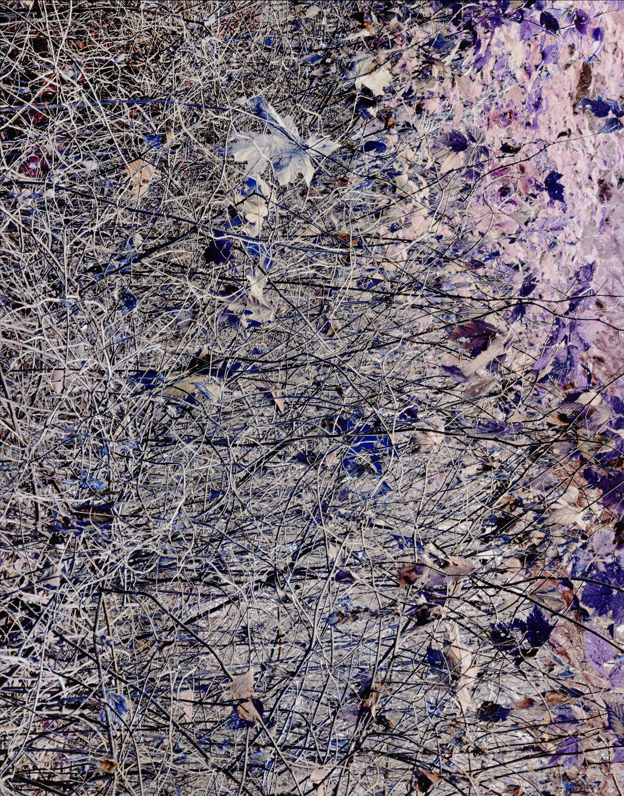 Michael Wesik, Salmonberry Thicket, Composition No. 08, 2023