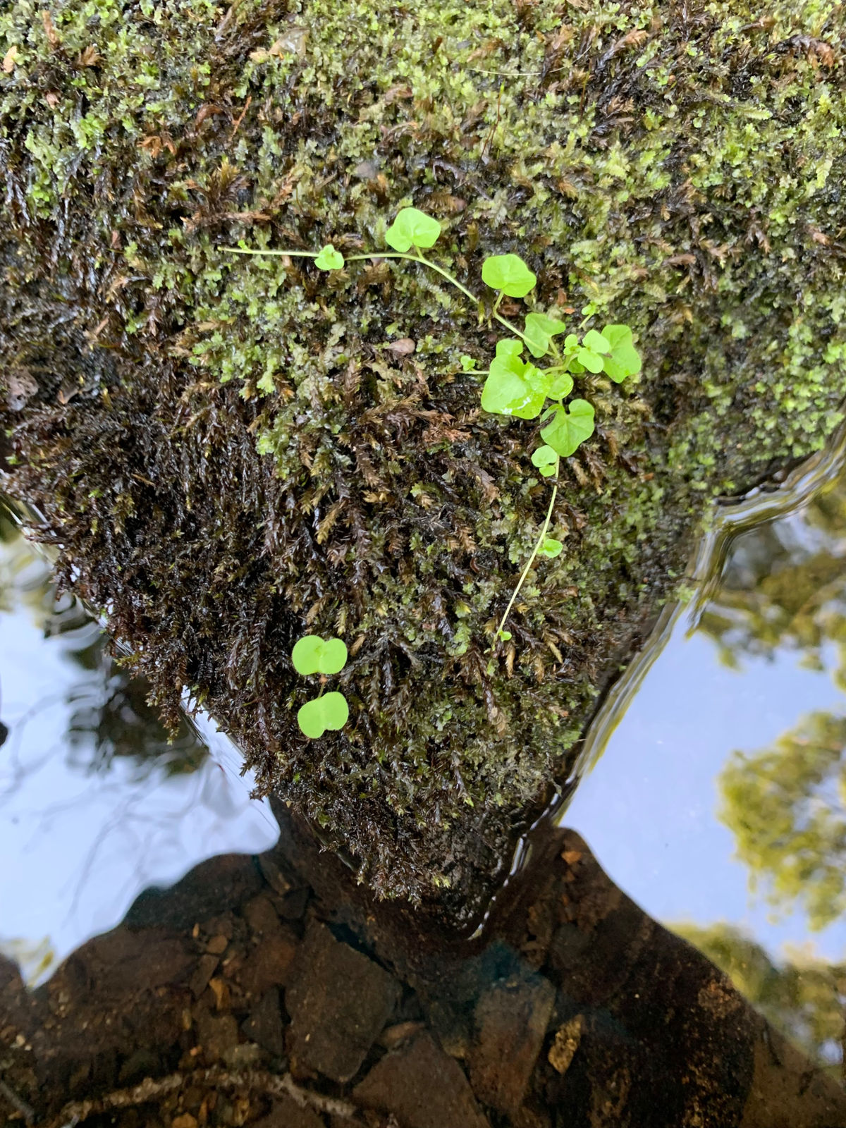 Sian Ells Williams, It's Me!, 2022