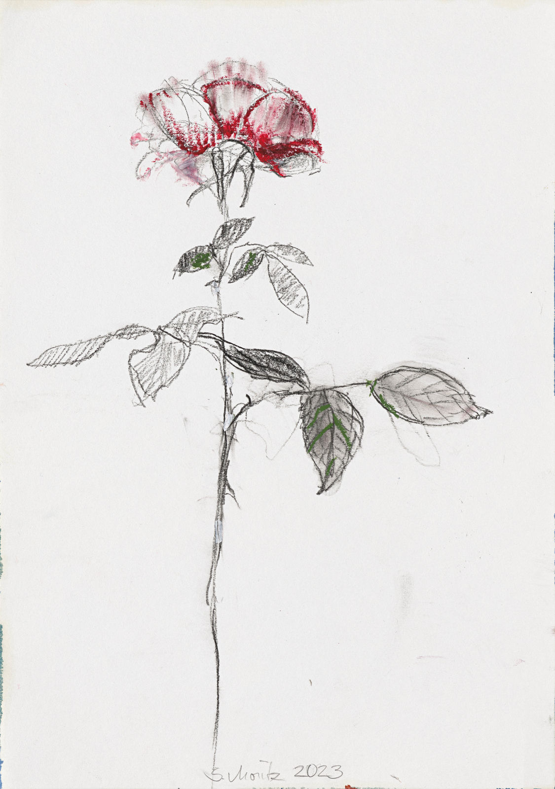 Sabine Moritz, Rose 54, 2023