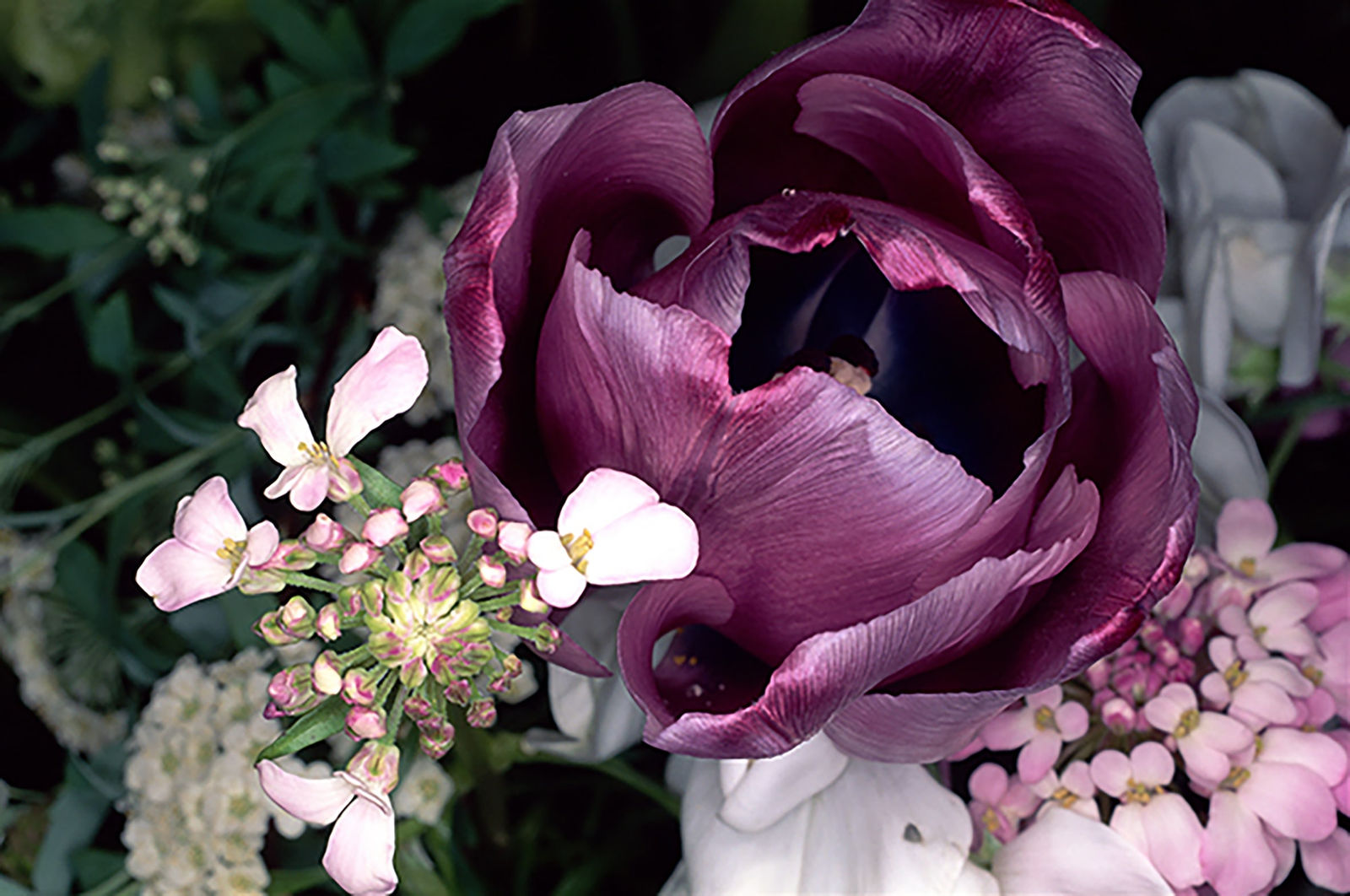 NOBUYOSHI ARAKI, FLOWER ROND 03