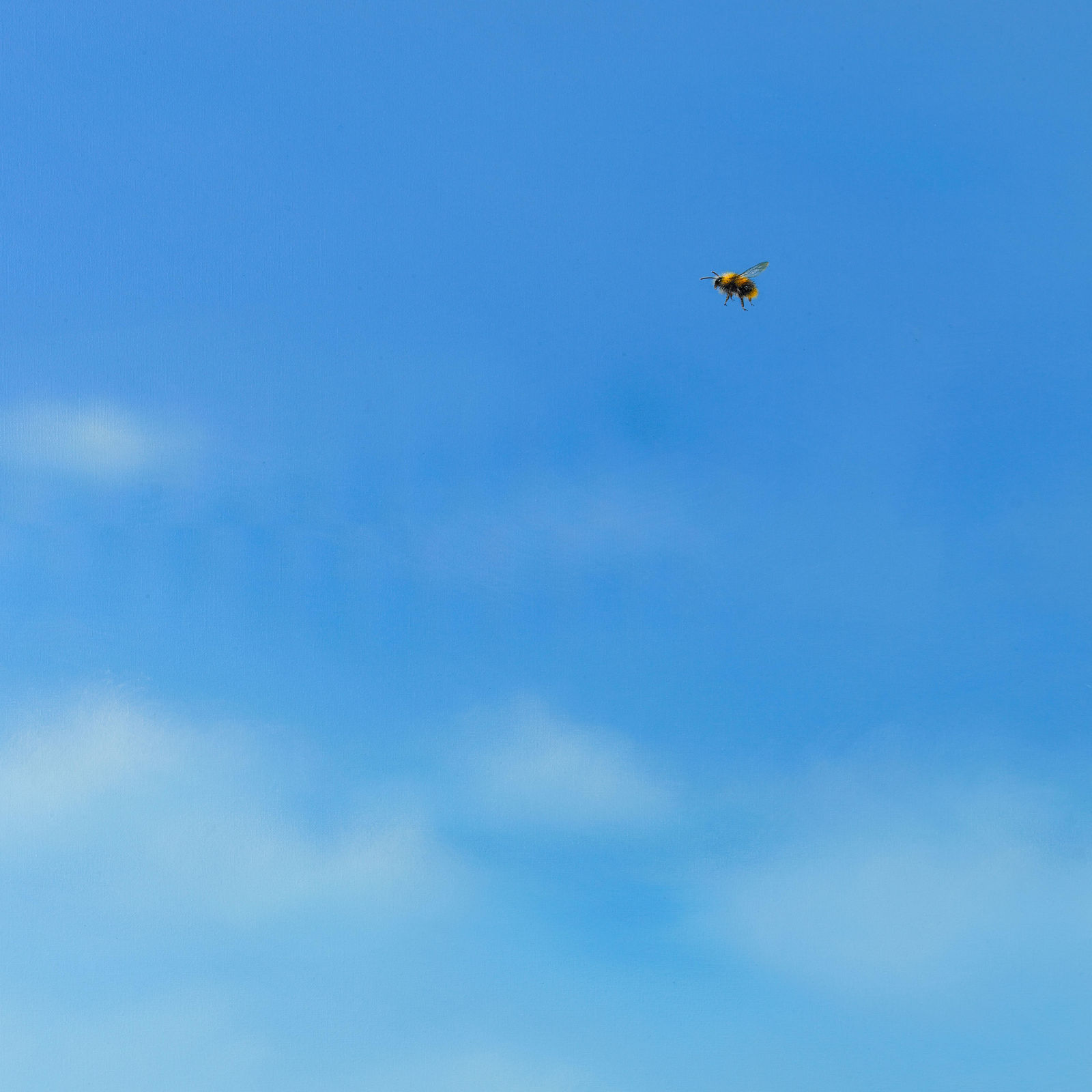 Lilia Mazurkevich, Buzzing, LIMITED EDITION