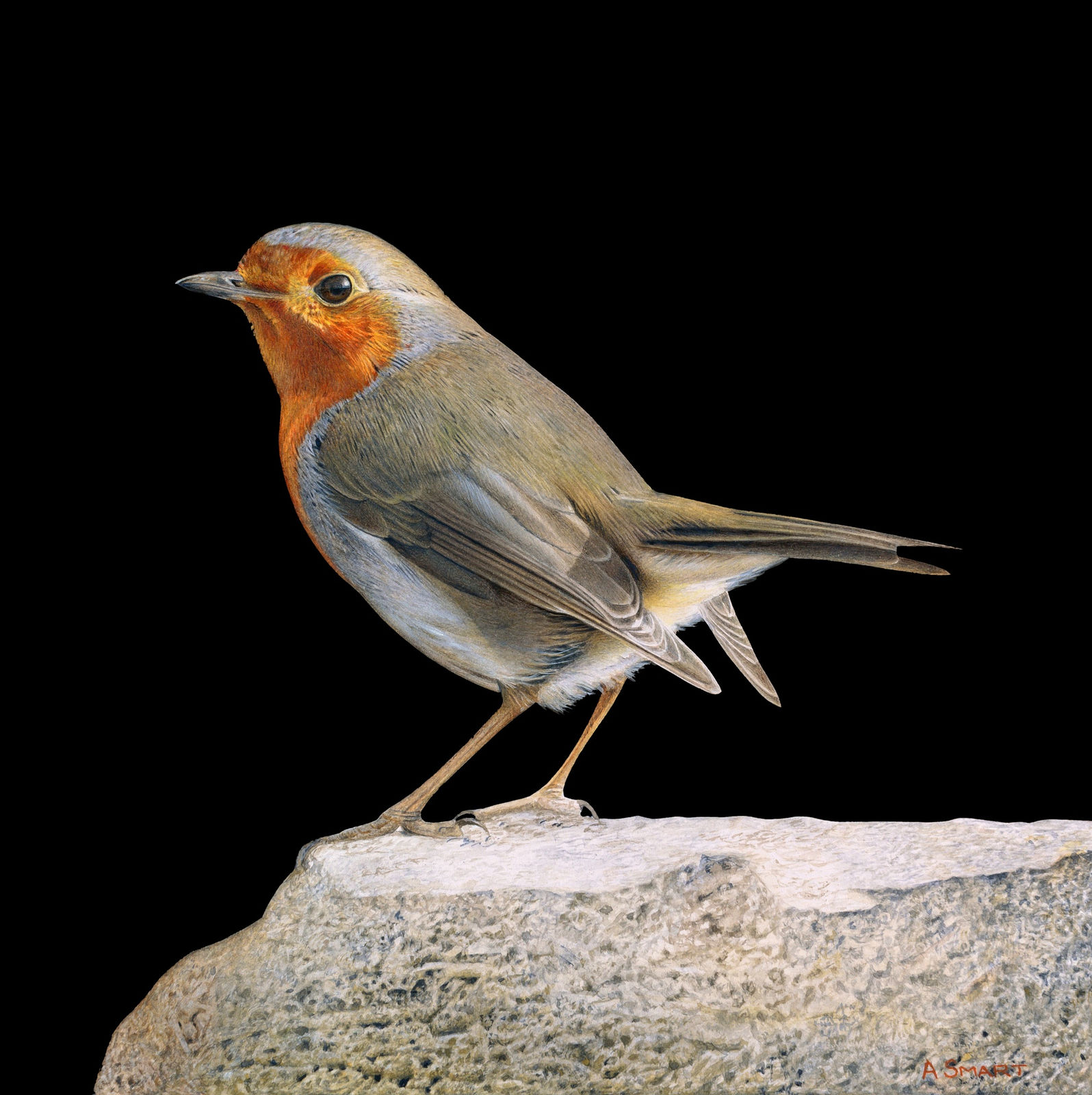 Robin on Rock