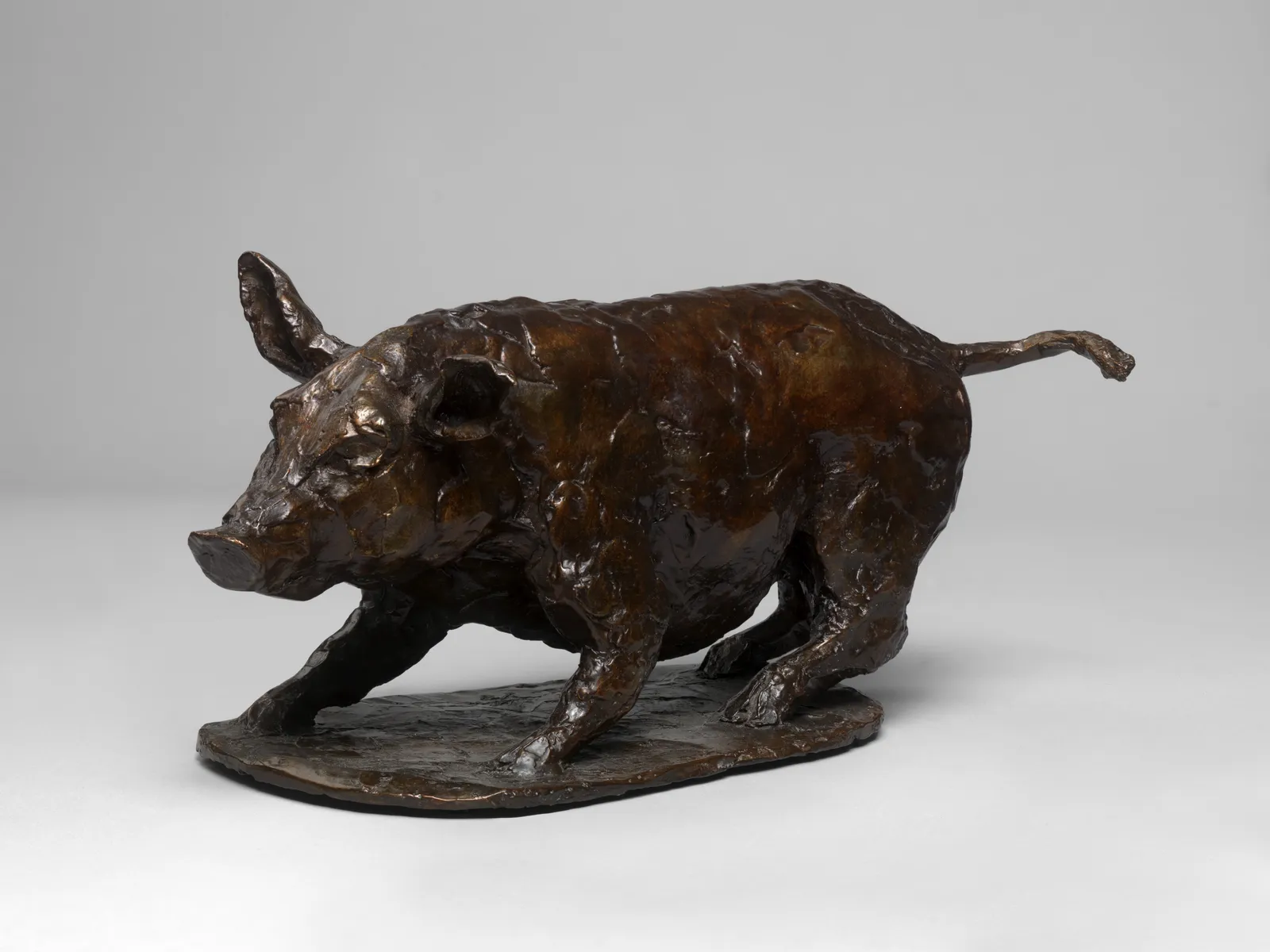 Jess Wallace, Pig, Startled (Eos), 2015